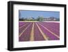 Residential Houses with View on Bulb Fields-Colette2-Framed Photographic Print