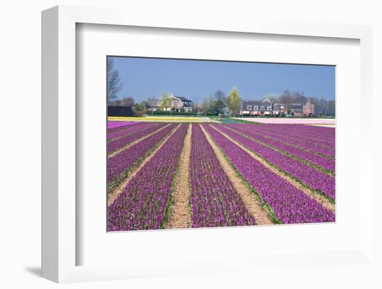 Residential Houses with View on Bulb Fields-Colette2-Framed Photographic Print