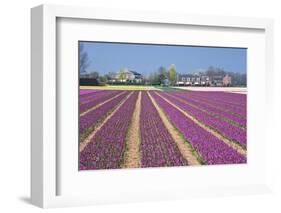 Residential Houses with View on Bulb Fields-Colette2-Framed Photographic Print