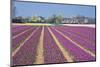 Residential Houses with View on Bulb Fields-Colette2-Mounted Photographic Print