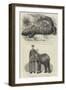 Residents of London Zoo-null-Framed Giclee Print