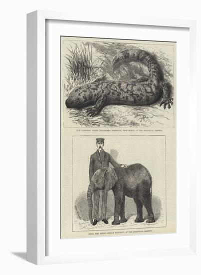 Residents of London Zoo-null-Framed Giclee Print