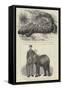 Residents of London Zoo-null-Framed Stretched Canvas