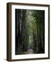 Residents of Moldova Walk Through a Park in Downtown Chisinau, Moldova-null-Framed Photographic Print