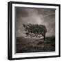 Resiliance-Doug Chinnery-Framed Photographic Print