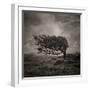 Resiliance-Doug Chinnery-Framed Photographic Print