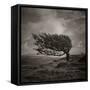 Resiliance-Doug Chinnery-Framed Stretched Canvas