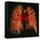 Resin Cast of Pulmonary Arteries And Bronchi-Martin Dohrn-Framed Stretched Canvas