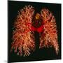 Resin Cast of Pulmonary Arteries And Bronchi-Martin Dohrn-Mounted Premium Photographic Print