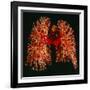 Resin Cast of Pulmonary Arteries And Bronchi-Martin Dohrn-Framed Photographic Print