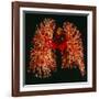 Resin Cast of Pulmonary Arteries And Bronchi-Martin Dohrn-Framed Photographic Print