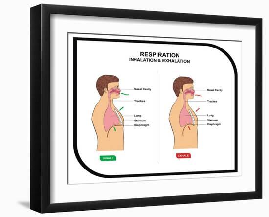 Respiration (Inhalation and Exhalation)-udaix-Framed Art Print