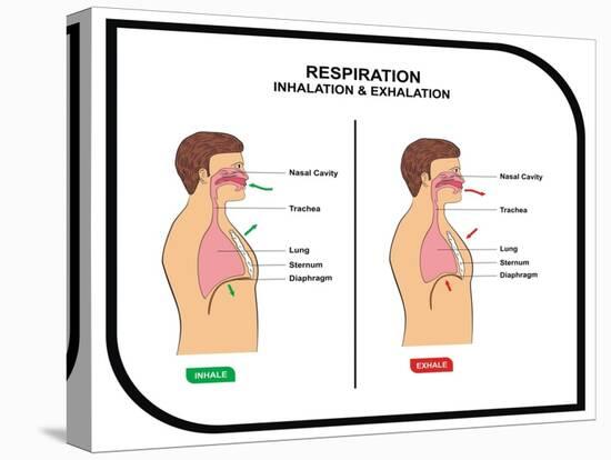 Respiration (Inhalation and Exhalation)-udaix-Stretched Canvas