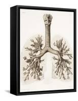 Respiratory Anatomy, 19th Century Artwork-Science Photo Library-Framed Stretched Canvas