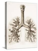 Respiratory Anatomy, 19th Century Artwork-Science Photo Library-Stretched Canvas