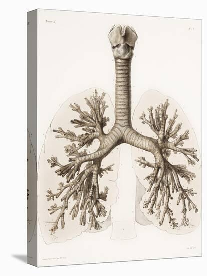 Respiratory Anatomy, 19th Century Artwork-Science Photo Library-Stretched Canvas