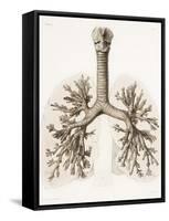 Respiratory Anatomy, 19th Century Artwork-Science Photo Library-Framed Stretched Canvas