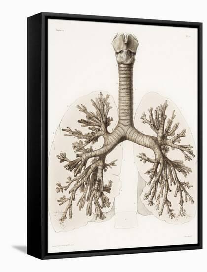 Respiratory Anatomy, 19th Century Artwork-Science Photo Library-Framed Stretched Canvas