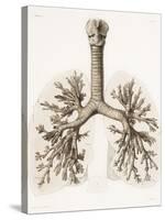 Respiratory Anatomy, 19th Century Artwork-Science Photo Library-Stretched Canvas