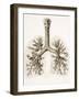 Respiratory Anatomy, 19th Century Artwork-Science Photo Library-Framed Photographic Print