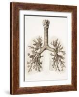 Respiratory Anatomy, 19th Century Artwork-Science Photo Library-Framed Photographic Print