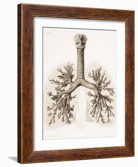 Respiratory Anatomy, 19th Century Artwork-Science Photo Library-Framed Photographic Print