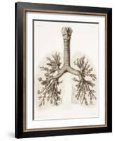 Respiratory Anatomy, 19th Century Artwork-Science Photo Library-Framed Photographic Print