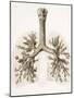 Respiratory Anatomy, 19th Century Artwork-Science Photo Library-Mounted Photographic Print