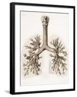 Respiratory Anatomy, 19th Century Artwork-Science Photo Library-Framed Photographic Print