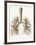 Respiratory Anatomy, 19th Century Artwork-Science Photo Library-Framed Photographic Print