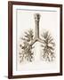 Respiratory Anatomy, 19th Century Artwork-Science Photo Library-Framed Photographic Print