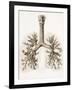 Respiratory Anatomy, 19th Century Artwork-Science Photo Library-Framed Photographic Print