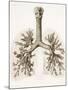 Respiratory Anatomy, 19th Century Artwork-Science Photo Library-Mounted Photographic Print