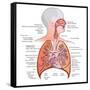 Respiratory System Anatomy-niceclip-Framed Stretched Canvas