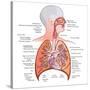Respiratory System Anatomy-niceclip-Stretched Canvas