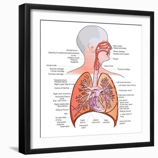 Respiratory System Anatomy-niceclip-Framed Art Print