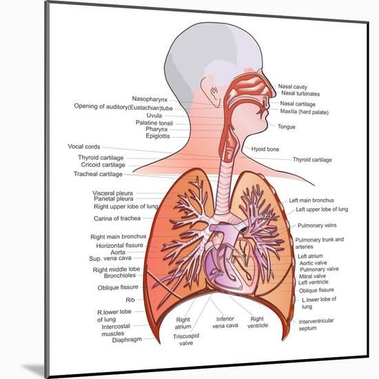 Respiratory System Anatomy-niceclip-Mounted Art Print