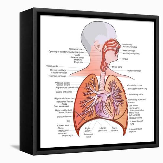 Respiratory System Anatomy-niceclip-Framed Stretched Canvas