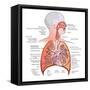 Respiratory System Anatomy-niceclip-Framed Stretched Canvas