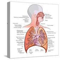 Respiratory System Anatomy-niceclip-Stretched Canvas