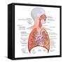 Respiratory System Anatomy-niceclip-Framed Stretched Canvas