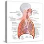 Respiratory System Anatomy-niceclip-Stretched Canvas