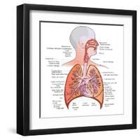 Respiratory System Anatomy-niceclip-Framed Art Print
