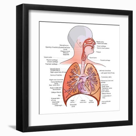 Respiratory System Anatomy-niceclip-Framed Art Print