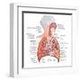 Respiratory System Anatomy-niceclip-Framed Art Print