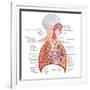 Respiratory System Anatomy-niceclip-Framed Art Print