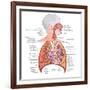 Respiratory System Anatomy-niceclip-Framed Art Print