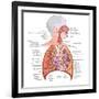 Respiratory System Anatomy-niceclip-Framed Art Print