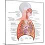 Respiratory System Anatomy-niceclip-Mounted Art Print