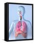 Respiratory System, Artwork-Roger Harris-Framed Stretched Canvas